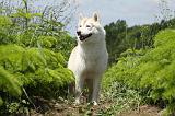 SIBERIAN HUSKY 330
